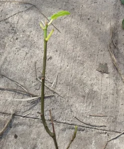 Black Mission Fig Tree Live Plant - Self-Pollinating, Rooted Starter, Zones 7-10 - Image 3