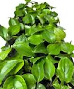 Black Pepper Live Plant (Piper Nigrum) - Edible Perennial Starter Plant - Image 2