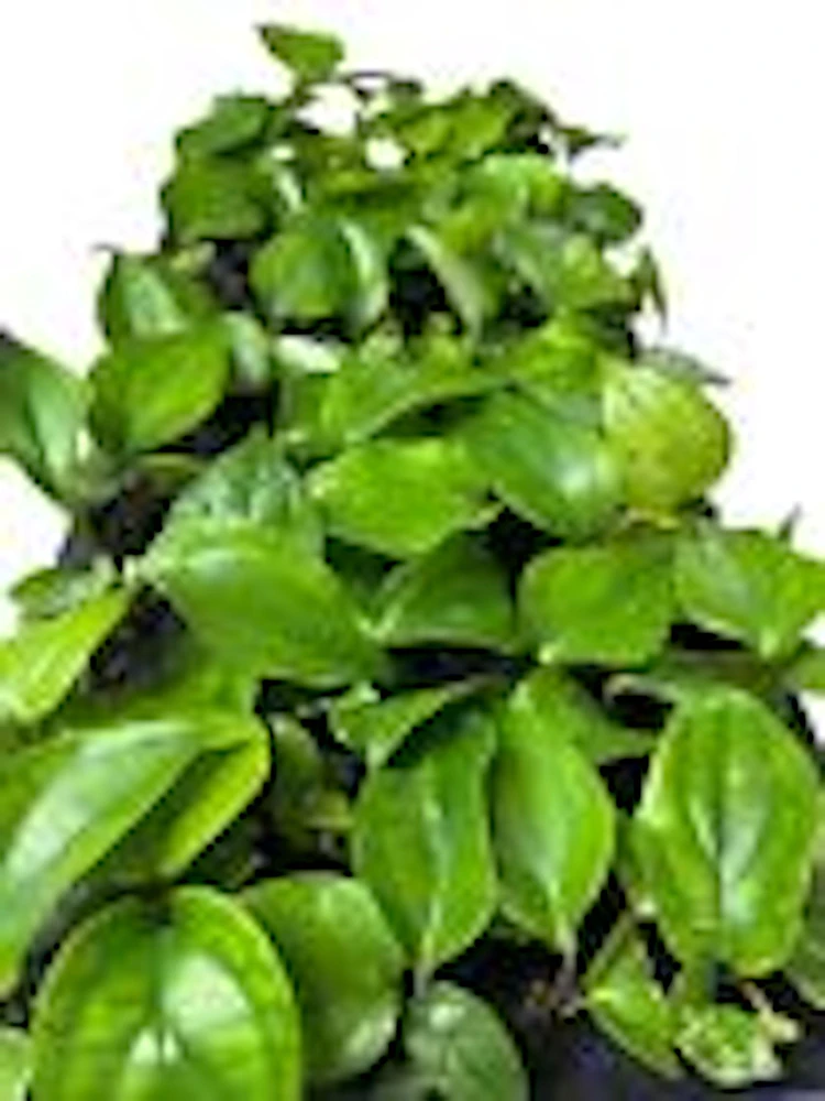 Black Pepper Live Plant (Piper Nigrum) - Edible Perennial Starter Plant - Image 2