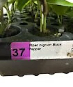 Black Pepper Live Plant (Piper Nigrum) - Edible Perennial Starter Plant - Image 3