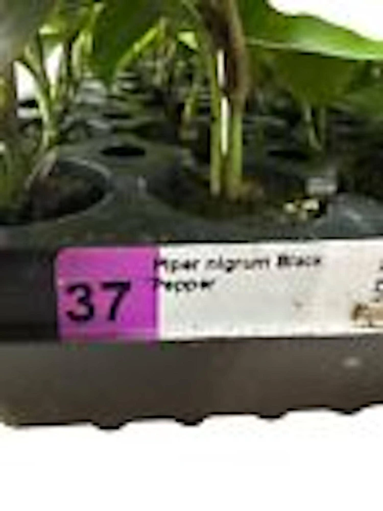 Black Pepper Live Plant (Piper Nigrum) - Edible Perennial Starter Plant - Image 3