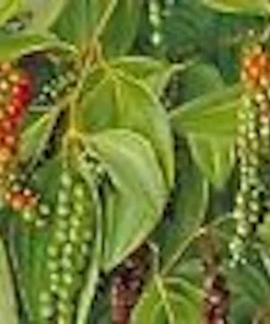 Black Pepper Live Plant (Piper Nigrum) - Edible Perennial Starter Plant - Image 4