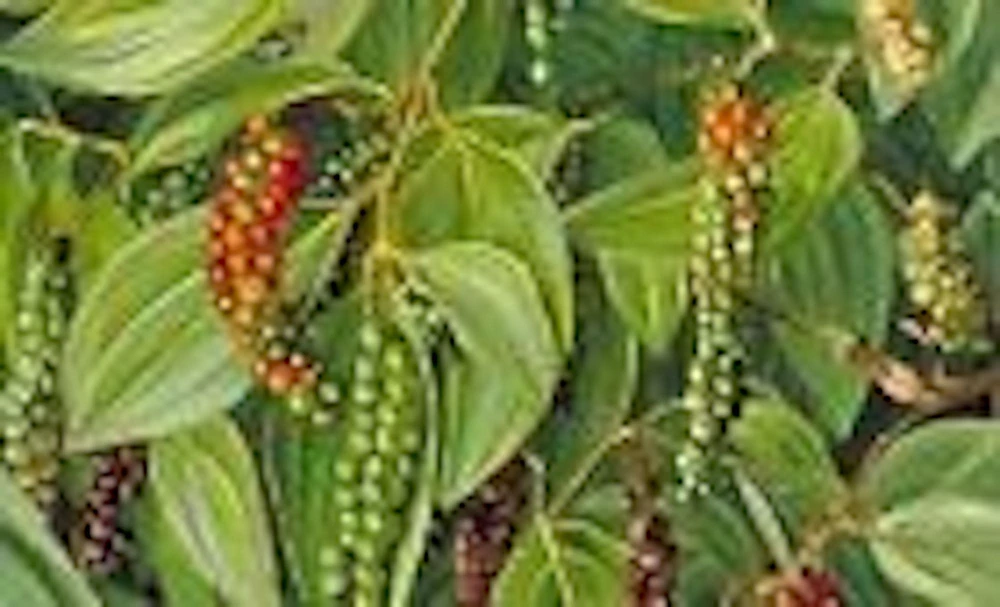 Black Pepper Live Plant (Piper Nigrum) - Edible Perennial Starter Plant - Image 4