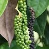 Black Pepper Live Plant (Piper Nigrum) - Edible Perennial Starter Plant - Image 1