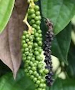 Black Pepper Live Plant (Piper Nigrum) - Edible Perennial Starter Plant - Image 1
