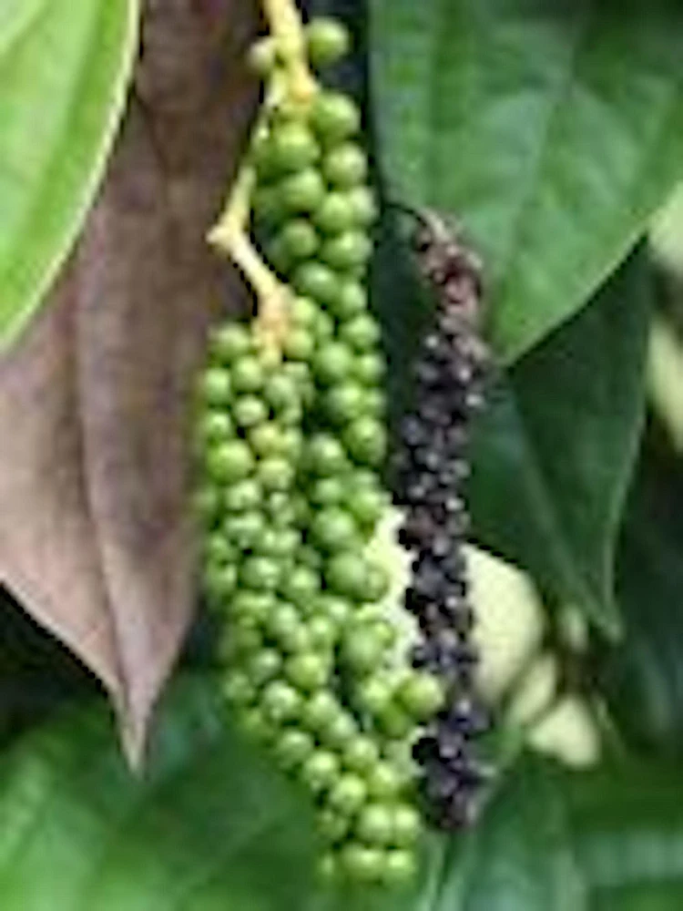 Black Pepper Live Plant (Piper Nigrum) - Edible Perennial Starter Plant - Image 1