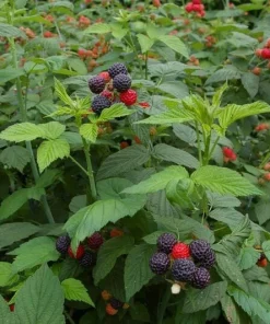 Black Raspberry Live Plant - Rooted Starter - Delicious Berry Bush - Zones 4-9 - Image 2
