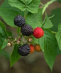 Black Raspberry Live Plant - Rooted Starter - Delicious Berry Bush - Zones 4-9 - Image 1