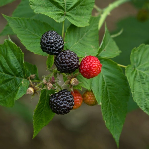 Black Raspberry Live Plant - Rooted Starter - Delicious Berry Bush - Zones 4-9 - Image 1
