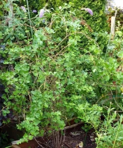 Black Velvet Gooseberry Live Plant – Worcesterberry Cross – Zones 4-7 - Image 2