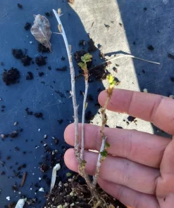 Black Velvet Gooseberry Live Plant – Worcesterberry Cross – Zones 4-7 - Image 3