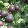 Black Velvet Gooseberry Live Plant – Worcesterberry Cross – Zones 4-7 - Image 1