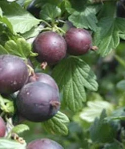 Black Velvet Gooseberry Live Plant – Worcesterberry Cross – Zones 4-7 - Image 1