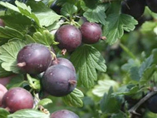 Black Velvet Gooseberry Live Plant – Worcesterberry Cross – Zones 4-7 - Image 1