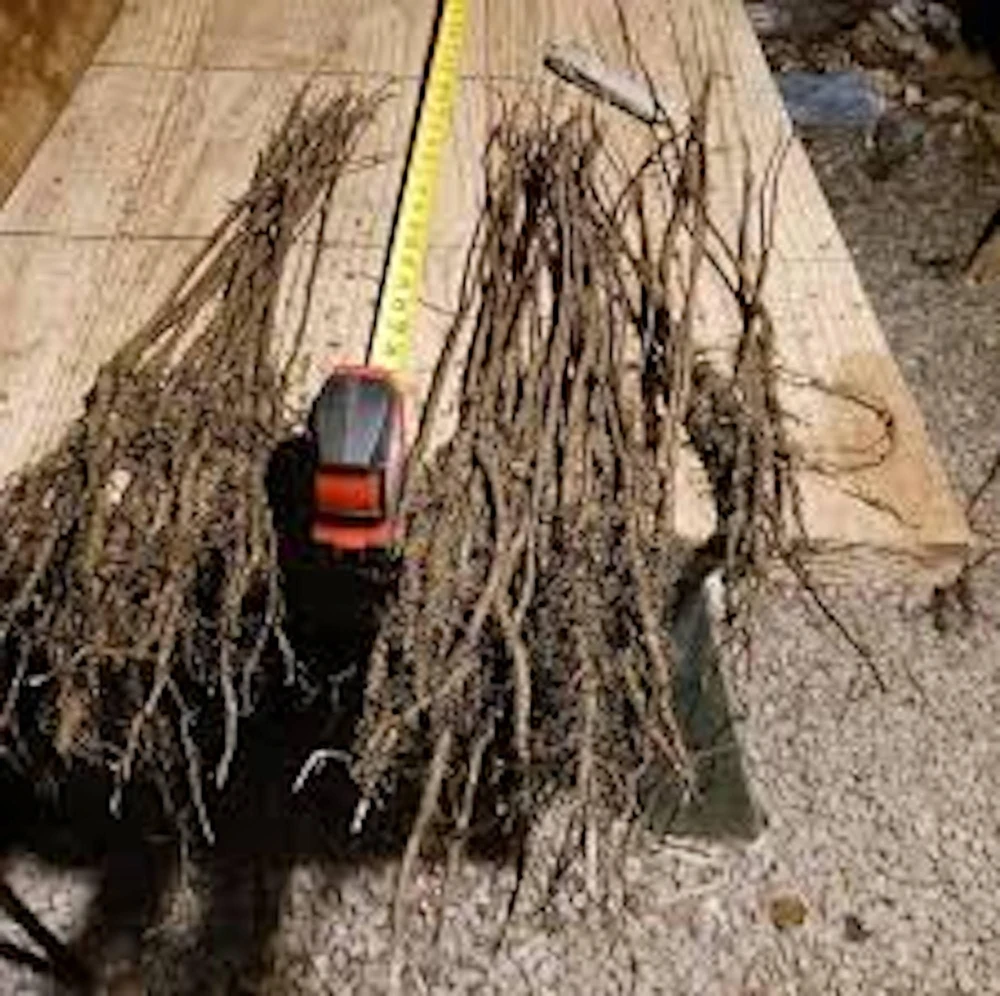 Black Walnut Tree Live Plant (Juglans nigra) 12-24in Tall, Bare Root - Image 2