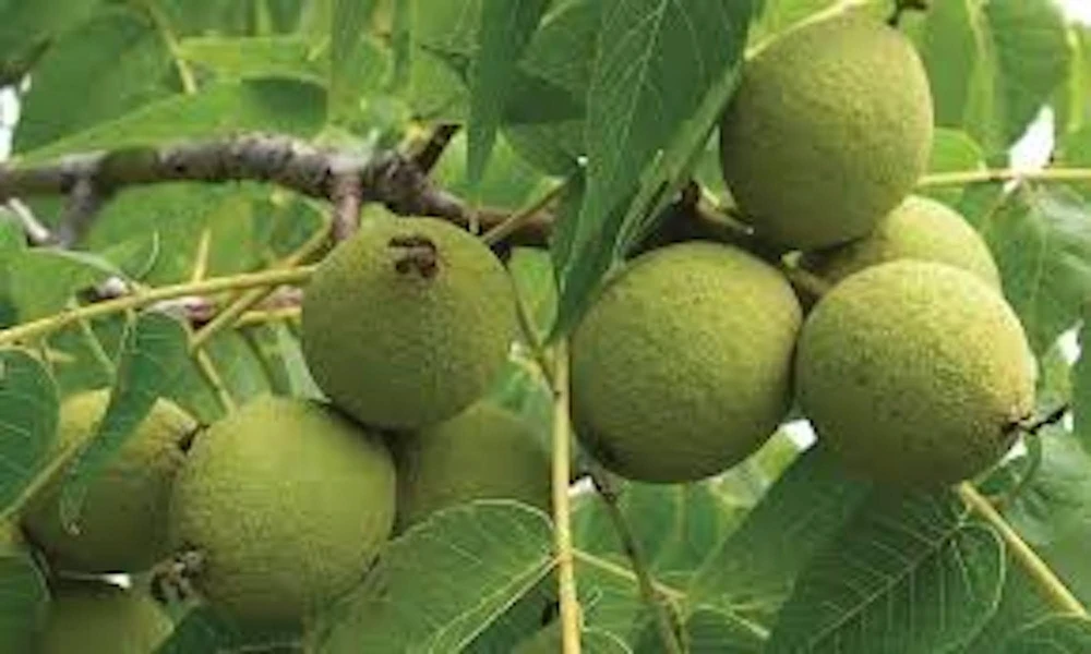 Black Walnut Tree Live Plant (Juglans nigra) 12-24in Tall, Bare Root - Image 3