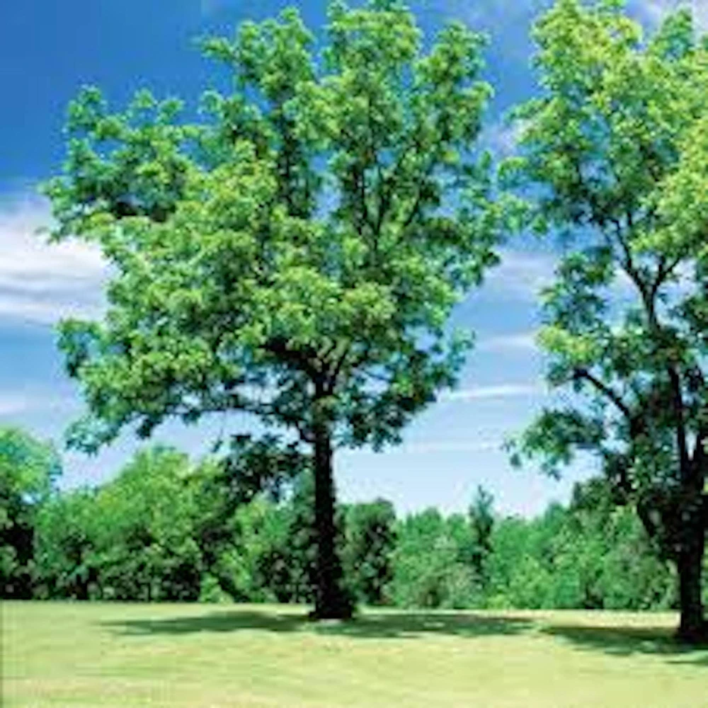 Black Walnut Tree Live Plant (Juglans nigra) 12-24in Tall, Bare Root - Image 4