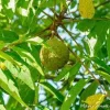 Black Walnut Tree Live Plant (Juglans nigra) 12-24in Tall, Bare Root - Image 1