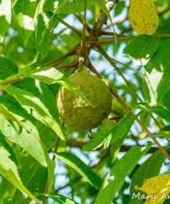 Black Walnut Tree Live Plant (Juglans nigra) 12-24in Tall, Bare Root - Image 1