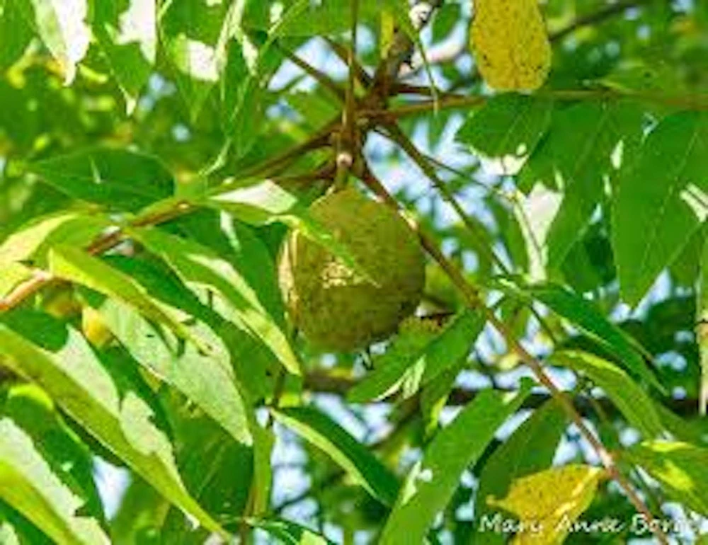 Black Walnut Tree Live Plant (Juglans nigra) 12-24in Tall, Bare Root - Image 1