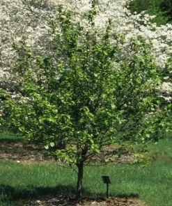 Blackhaw Shrub Viburnum prunifolium Bare Root Live Plant 12-24in - Image 2