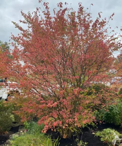 Blackhaw Shrub Viburnum prunifolium Bare Root Live Plant 12-24in - Image 3