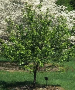 Blackhaw Shrub Viburnum prunifolium Bare Root Live Plant 12-24in - Image 6