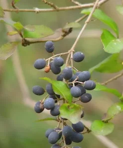 Blackhaw Shrub Viburnum prunifolium Bare Root Plant - 3 Pack, 6-12 inch - Image 4