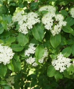 Blackhaw Shrub Viburnum prunifolium Bare Root Plant - 3 Pack, 6-12 inch - Image 5