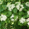 Blackhaw Shrub Viburnum prunifolium Bare Root Plant - 3 Pack, 6-12 inch - Image 1