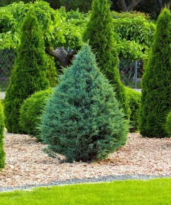 Blue Cone Arborvitae Live Plant – Starter Plug – Platycladus orientalis – Blue-Green Evergreen Shrub - Image 2