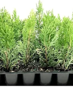 Blue Cone Arborvitae Live Plant – Starter Plug – Platycladus orientalis – Blue-Green Evergreen Shrub - Image 8