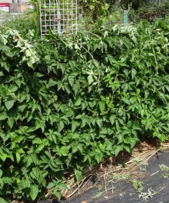 Boysenberry Live Plant – Rooted Starter – Self-Pollinating – Zones 5-10 - Image 2