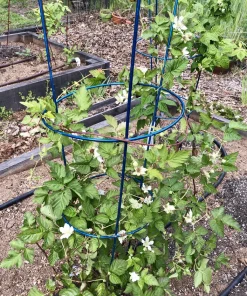 Boysenberry Live Plant – Rooted Starter – Self-Pollinating – Zones 5-10 - Image 3