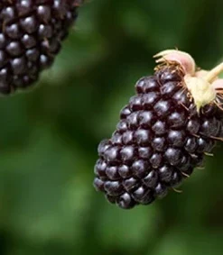 Boysenberry Live Plant – Rooted Starter – Self-Pollinating – Zones 5-10 - Image 4
