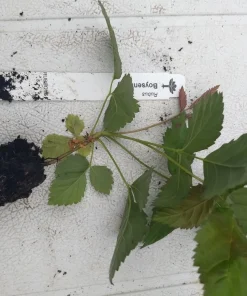 Boysenberry Live Plant – Rooted Starter – Self-Pollinating – Zones 5-10 - Image 5