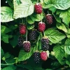Boysenberry Live Plant – Rooted Starter – Self-Pollinating – Zones 5-10 - Image 1