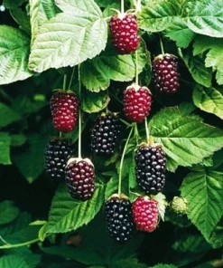 Boysenberry Live Plant – Rooted Starter – Self-Pollinating – Zones 5-10 - Image 1