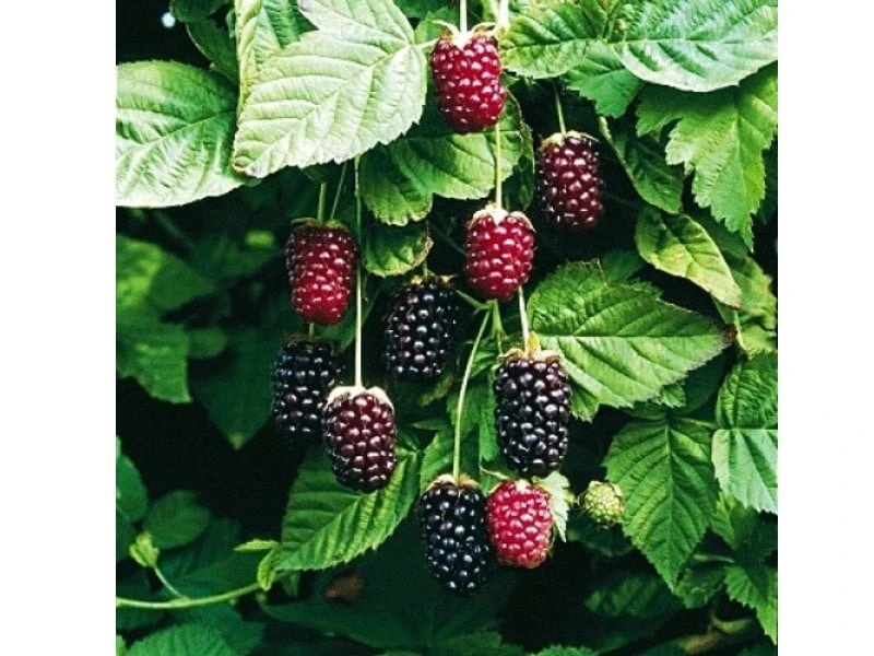 Boysenberry Live Plant – Rooted Starter – Self-Pollinating – Zones 5-10 - Image 1