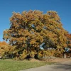 Bur Oak Tree Live Plant - Quercus macrocarpa - 12-24" Tall - Quart Pot - Image 1