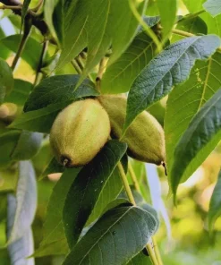 Butternut White Walnut Tree Live Plant – Juglans cinerea – 12-24in Tall – Quart Pot - Image 3