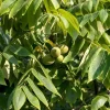 Butternut White Walnut Tree Live Plant – Juglans cinerea – 12-24in Tall – Quart Pot - Image 1