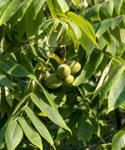 Butternut White Walnut Tree Live Plant – Juglans cinerea – 12-24in Tall – Quart Pot - Image 5