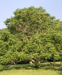Butternut White Walnut Tree Live Plant – Juglans cinerea – 12-24in Tall – Quart Pot - Image 6