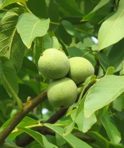Butternut White Walnut Tree Live Plant – Juglans cinerea – 12-24in Tall – Quart Pot - Image 8