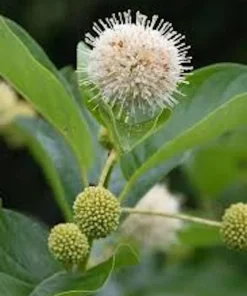 Buttonbush Live Plant 12-24in Tall - Cephalanthus occidentalis Shrub - Image 3