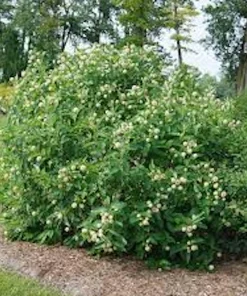 Buttonbush Live Plant 12-24in Tall - Cephalanthus occidentalis Shrub - Image 4
