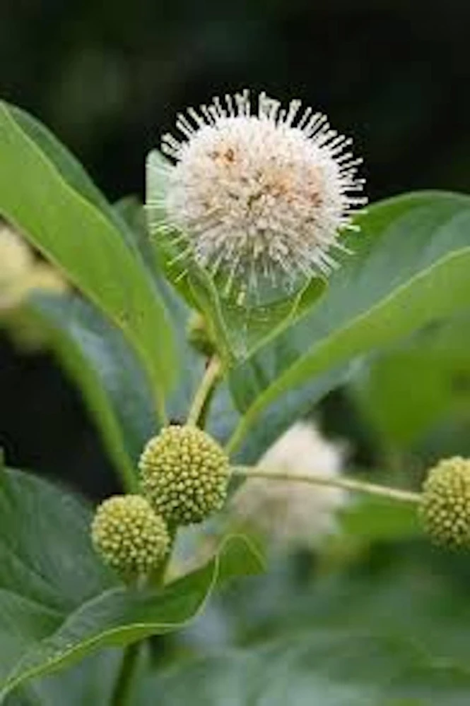 Buttonbush Live Plant – Cephalanthus occidentalis Shrub – 12-24in Tall – Bare Root or Potted - Image 3