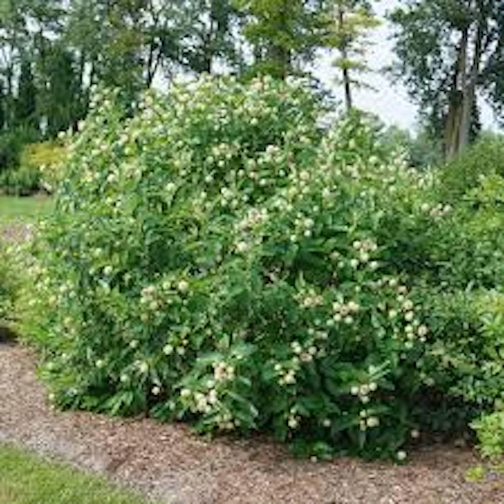 Buttonbush Live Plant – Cephalanthus occidentalis Shrub – 12-24in Tall – Bare Root or Potted - Image 4