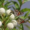 Buttonbush Live Plant – Cephalanthus occidentalis Shrub – 12-24in Tall – Bare Root or Potted - Image 1